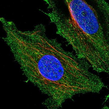 Anti-HYDIN antibody produced in rabbit Prestige Antibodies&#174; Powered by Atlas Antibodies, affinity isolated antibody