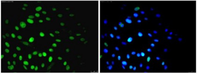 Anti-Nuclei Antibody, clone 235-1, Alexa Fluor&#8482; 488 conjugate clone 235-1, from mouse, ALEXA FLUOR&#8482; 488