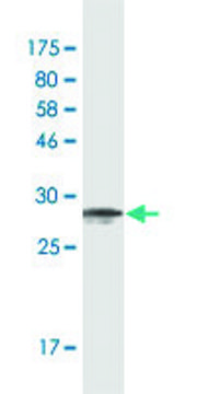 Monoclonal Anti-CPNE5 antibody produced in mouse clone 2G4, purified immunoglobulin, buffered aqueous solution