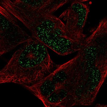 Anti-MYCL antibody produced in rabbit Prestige Antibodies&#174; Powered by Atlas Antibodies, affinity isolated antibody