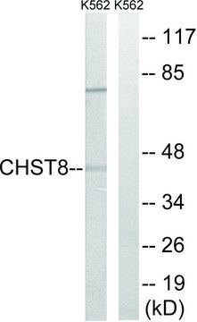 Anti-CHST8 antibody produced in rabbit affinity isolated antibody