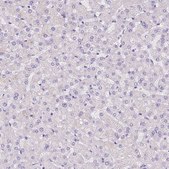 Anti-MLN antibody produced in rabbit Prestige Antibodies® Powered by Atlas Antibodies, affinity isolated antibody, buffered aqueous glycerol solution