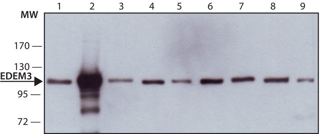 Monoclonal Anti-EDEM3 antibody produced in mouse ~1.0&#160;mg/mL, clone EDEM3-1, purified immunoglobulin, buffered aqueous solution