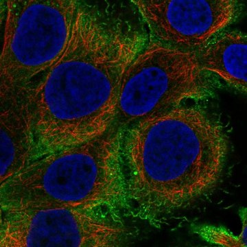 Anti-Il36G Antibody Produced In Rabbit Prestige Antibodies&#174; Powered by Atlas Antibodies, affinity isolated antibody, buffered aqueous glycerol solution