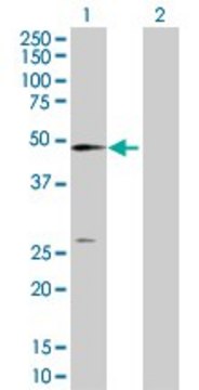 Anti-NT5C2 antibody produced in rabbit purified immunoglobulin, buffered aqueous solution