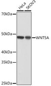 Anti-WNT5A antibody produced in rabbit