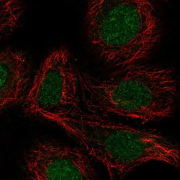 Anti-RARA antibody produced in rabbit Prestige Antibodies&#174; Powered by Atlas Antibodies, affinity isolated antibody