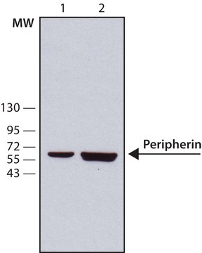 Anti-Peripherin antibody, Mouse monoclonal clone 8G2, purified from hybridoma cell culture