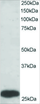 Anti-PGAM1/PGAM2/PGAM4 antibody produced in goat affinity isolated antibody, buffered aqueous solution