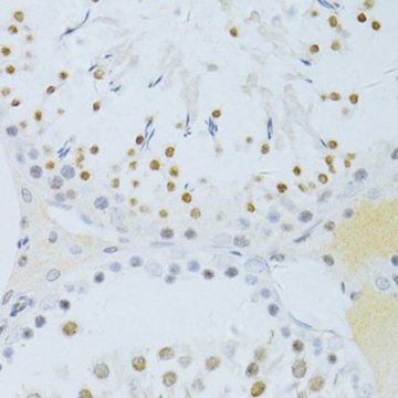 Anti-Phospho-NF-kB p65-S276 antibody produced in rabbit