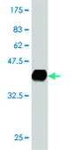Monoclonal Anti-MTSS1 antibody produced in mouse clone 2G9, purified immunoglobulin, buffered aqueous solution