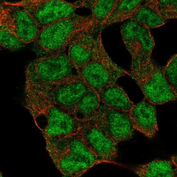 Anti-KDM5C antibody produced in rabbit Prestige Antibodies&#174; Powered by Atlas Antibodies, affinity isolated antibody