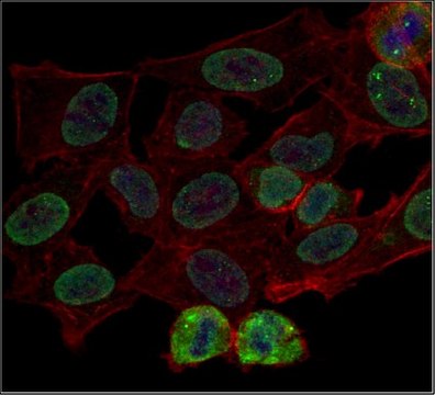 Anti-trimethyl Histone H3 (Lys9) Antibody, Alexa Fluor&#8482; 488 Conjugate 0.5&#160;mg/mL, from rabbit