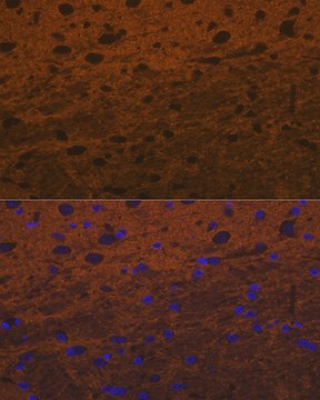 Anti-Syntaxin Antibody, clone 7D9V8, Rabbit Monoclonal