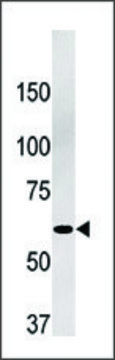 Anti-Phospho-APBB1-S347 antibody produced in rabbit affinity isolated antibody, buffered aqueous solution