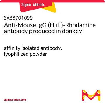 Anti-Mouse IgG (H+L)-Rhodamine antibody produced in donkey affinity isolated antibody, lyophilized powder