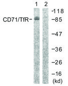 Anti-CD71 antibody produced in rabbit affinity isolated antibody