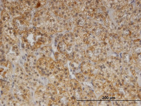 Monoclonal Anti-CDR2 antibody produced in mouse clone 1F8, purified immunoglobulin, buffered aqueous solution