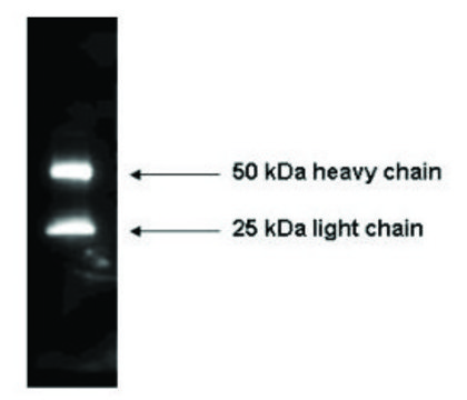 Anti-Mouse IgG (H+L)-Peroxidase antibody produced in rabbit affinity isolated antibody, lyophilized powder