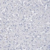 Anti-PTPRO antibody produced in rabbit Prestige Antibodies® Powered by Atlas Antibodies, affinity isolated antibody, buffered aqueous glycerol solution