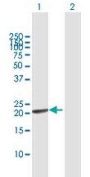 Anti-GINS1 antibody produced in mouse purified immunoglobulin, buffered aqueous solution