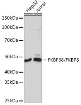 Anti-FKBP38/FKBP8 Antibody, clone 2J7P6, Rabbit Monoclonal