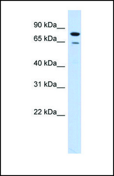 Anti-RMI1, (N-terminal) antibody produced in rabbit affinity isolated antibody