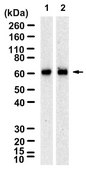 Anti-SGLT-1 Antibody, clone 1K16 ZooMAb® Rabbit Monoclonal recombinant, expressed in HEK 293 cells
