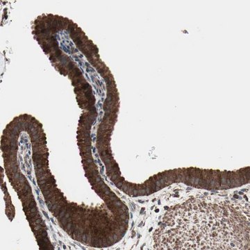 Anti-MRPL2 antibody produced in rabbit Prestige Antibodies&#174; Powered by Atlas Antibodies, affinity isolated antibody, buffered aqueous glycerol solution