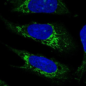 Anti-PLD5 antibody produced in rabbit Prestige Antibodies&#174; Powered by Atlas Antibodies, affinity isolated antibody