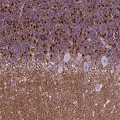 Anti-POU3F3 antibody produced in rabbit Prestige Antibodies® Powered by Atlas Antibodies, affinity isolated antibody, buffered aqueous glycerol solution