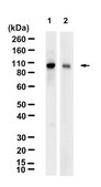 Anti-Topo I-DNA Complex clone 1.1A ZooMAb® Mouse Monoclonal recombinant, expressed in HEK 293 cells