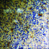 Anti-phospho-PDGFR β (pTyr740) antibody produced in rabbit affinity isolated antibody