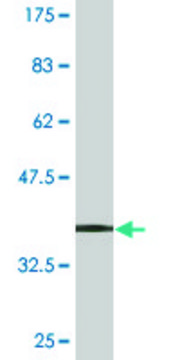 Monoclonal Anti-RPL23 antibody produced in mouse clone 2F12, purified immunoglobulin, buffered aqueous solution