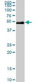 Monoclonal Anti-TCF2 antibody produced in mouse clone 3H4, purified immunoglobulin, buffered aqueous solution
