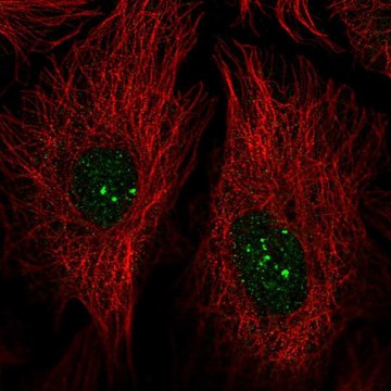 Anti-PRDM15 antibody produced in rabbit Prestige Antibodies&#174; Powered by Atlas Antibodies, affinity isolated antibody