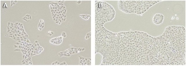 MDCKII canine MDR1 KO Cells