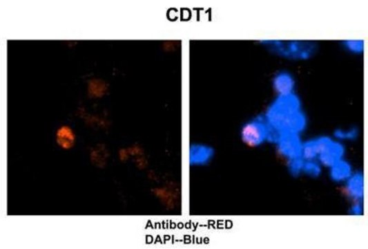 Anti-CDT1 antibody produced in rabbit affinity isolated antibody