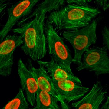 Anti-Dimethyl Histone H3 (Lys9) antibody, Rabbit monoclonal recombinant, expressed in HEK 293 cells, clone RM151, purified immunoglobulin