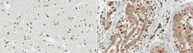 Anti-Transcription Initiation Factor IIA subunit 1 from rabbit, purified by affinity chromatography