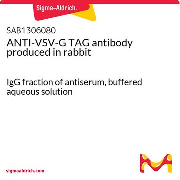 ANTI-VSV-G TAG antibody produced in rabbit IgG fraction of antiserum, buffered aqueous solution