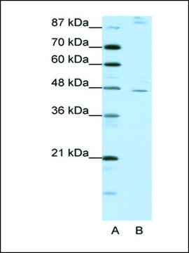 Anti-NR2F2 (AB1) antibody produced in rabbit IgG fraction of antiserum