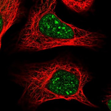 Anti-COPS4 antibody produced in rabbit Prestige Antibodies&#174; Powered by Atlas Antibodies, affinity isolated antibody