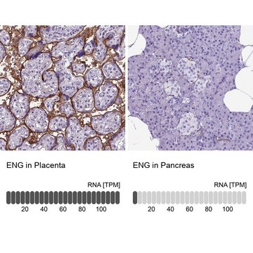 Anti-ENG antibody produced in rabbit Prestige Antibodies&#174; Powered by Atlas Antibodies, affinity isolated antibody, buffered aqueous glycerol solution