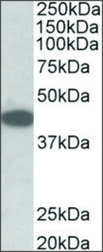 Anti-Trib1 antibody produced in goat affinity isolated antibody, buffered aqueous solution