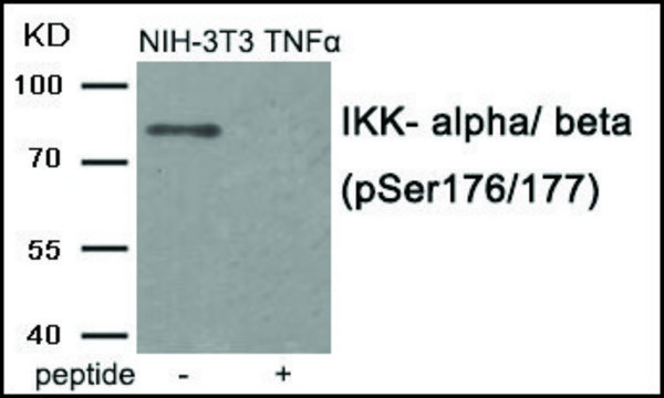 Anti-phospho-IKK-&#945;/&#946; (pSer176/177) antibody produced in rabbit affinity isolated antibody