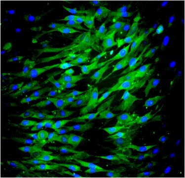 Anti-CD73, clone AA60-E3-3, Alexa Fluor&#8482; 488 conjugate Antibody clone AA60-E3-3, from mouse, ALEXA FLUOR&#8482; 488