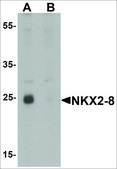 Anti-NKX2-8 antibody produced in rabbit affinity isolated antibody