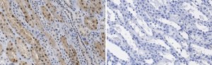 Anti-TAZ Antibody, clone 1M19 ZooMAb® Rabbit Monoclonal recombinant, expressed in HEK 293 cells