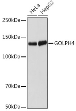 Anti-GOLPH4 Antibody, clone 10J7E6, Rabbit Monoclonal